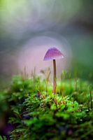 Pilz zwischen dem Moos