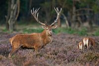 Red Deer standing in the Heather.