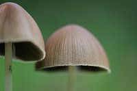 Kleiner Grasfransen-Hut