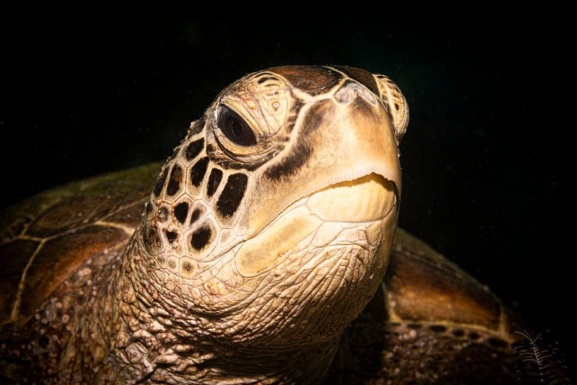 Les tortues, l'île de Mabul en Malaisie par Travel Tips and Stories