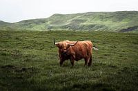 Iconic Scottish Highlander