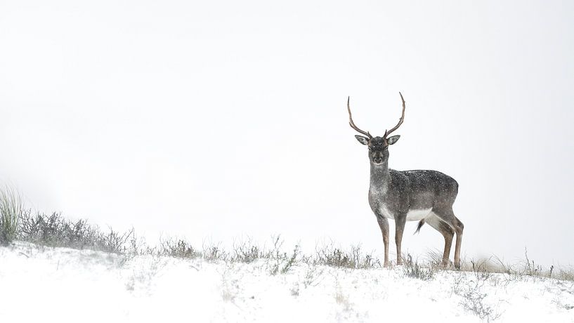 Les cerfs dans le paysage hivernal par Alex Pansier