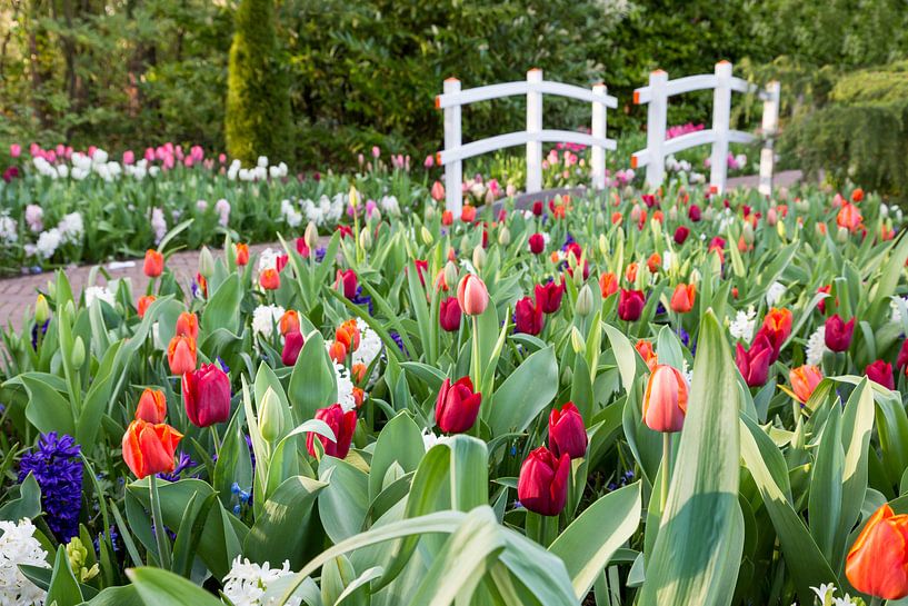 Various colored tulips with white bridge by Ben Schonewille