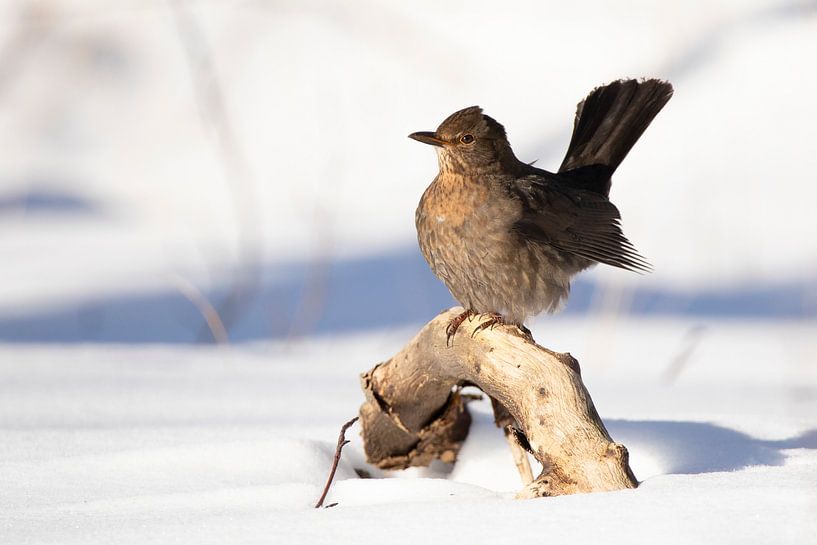 Amsel auf Ast im Winterschnee von Thomas Thiemann
