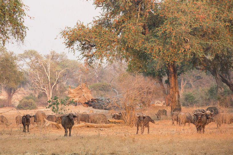 Le buffle à l'heure d'or par Anja Brouwer Fotografie