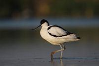 Haubentaucher genießt die Morgensonne