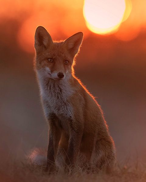 Un beau renard sur fond de soleil couchant par Patrick van Bakkum