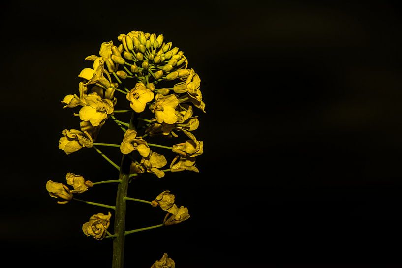 Fleurs à lentille analogique par Johnny Flash
