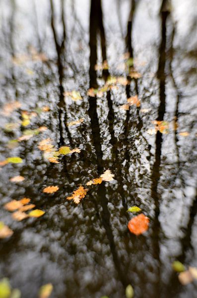 Herfstige beek by Marian Steenbergen