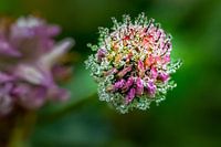 Blume des Rotklees mit Tautropfen