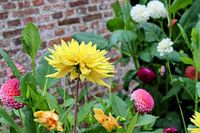 Eine Sammlung verschiedener Farben und Arten von Dahla s