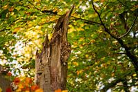 Tawny owl between the autumn colours