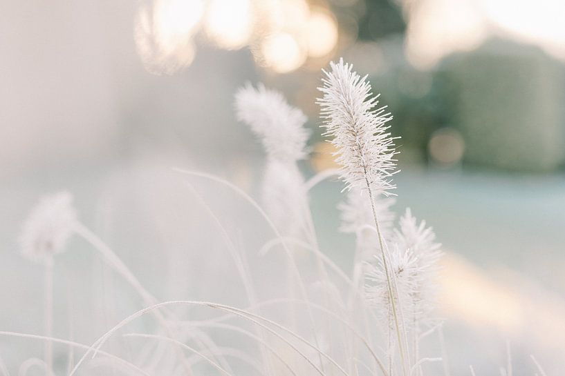 Grass in winter | Frost in the morning sun | Nature photography wall art by Milou van Ham