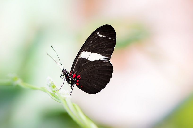 Macro d'un papillon tropical Heliconius par ManfredFotos
