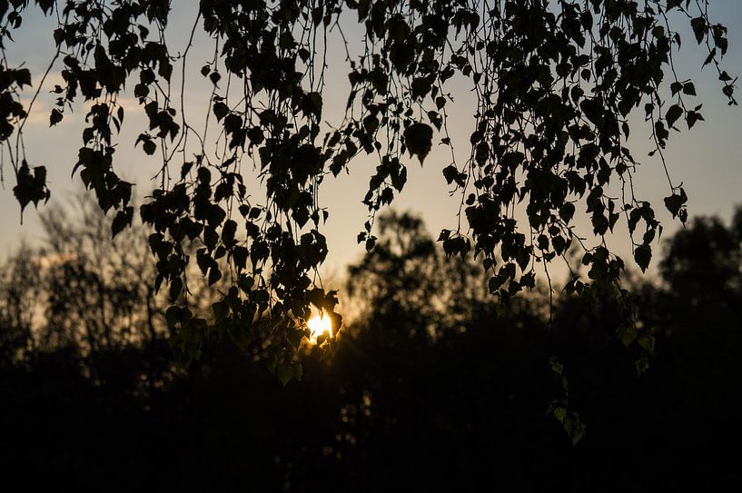 Berk voor de zon von Onno van Kuik