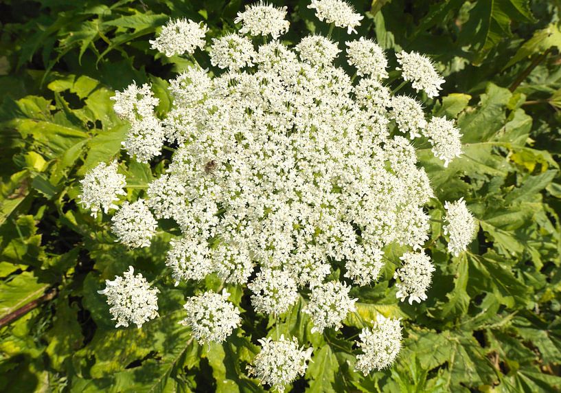 Flower of giant buckthorn by Sky Pictures Fotografie