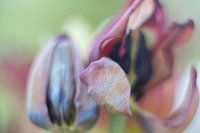 Tulip Art by Deez Tulpen in Nederland