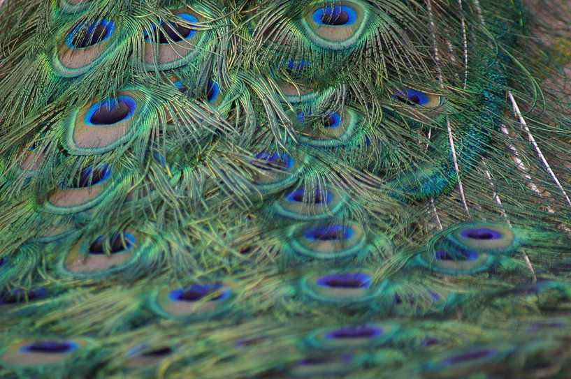 Pauwenveren von Johnny  Hartemink