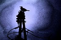 Aalscholver bij nacht