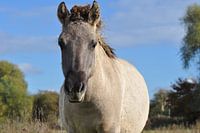 Konik in de Stadswaard