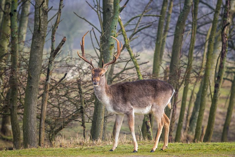 Cerfs avec de grands bois dans les dunes - daims par Jolanda Aalbers