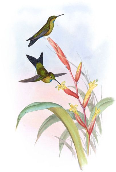 Godin’s Puff-leg, John Gould by Hummingbirds