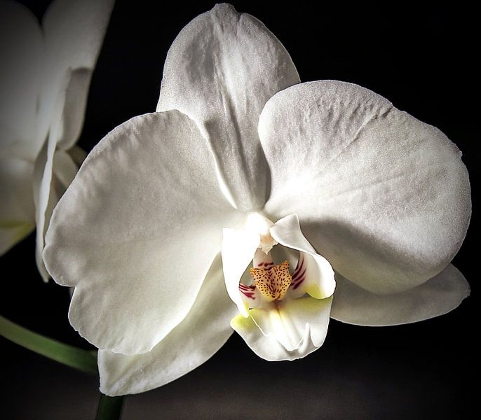 Witte orchidee par Studio Mirabelle