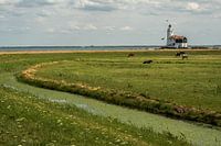 Paard van Marken in een Hollands landschap