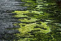 Seedeich in Harlingen