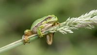 Laubfrosch