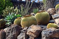 Différentes espèces de cactus sur l'île canarienne de Lanzarote