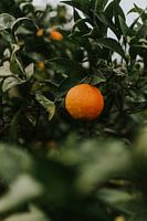 impression orange colorée