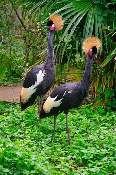 Grey Crown Crane by Ronald Pieterman