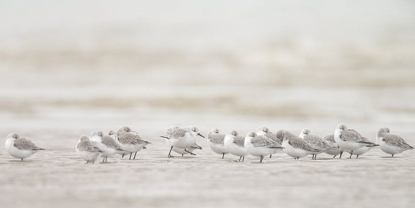 Sanderlings on the beach by Menno Schaefer