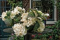 Hortensien, s im Glas.