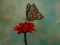 Monarch atop a Red Zinnia