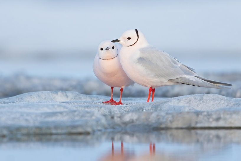 Ross's Gull (Rhodostethia rosea) by Beschermingswerk voor aan uw muur