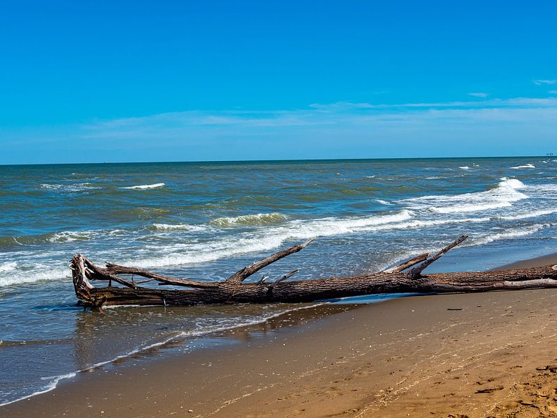 Driftwood on a beach on the Adriatic Sea by Animaflora PicsStock