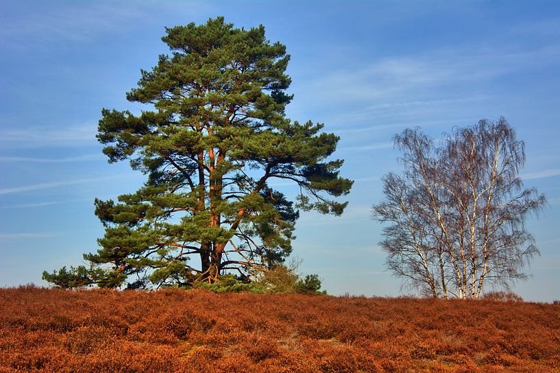 Westruper Heide 3 von Edgar Schermaul