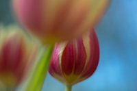Tulip Art by Deez - Tulpen in Nederland
