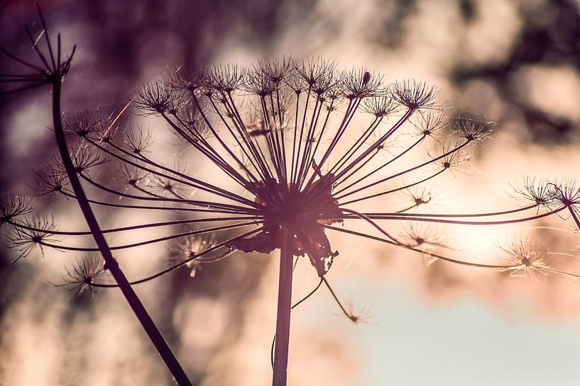 Bärenklaue in der Morgendämmerung von Tonny Visser-Vink
