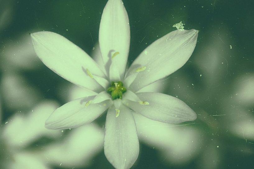 From the herb garden - wild garlic blossom by Christine Nöhmeier