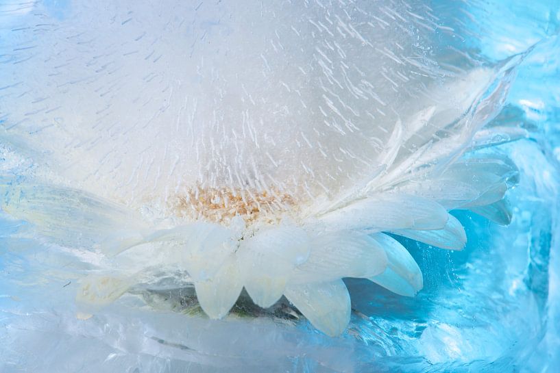 Frozen Blue by Gerry van Roosmalen