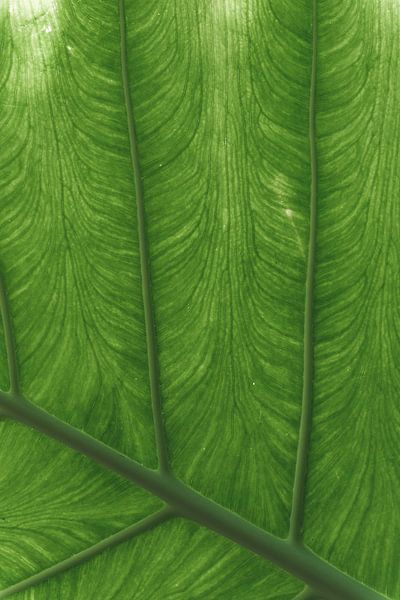 Illuminated Green Leaf Grain by Troy Wegman
