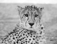 guépard, noir et blanc