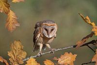 Effraie des clochers