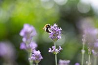 Wildbiene auf Lavendel
