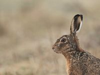 Portret Haas horizontaal