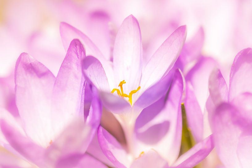 Awakening of nature by Friedhelm Peters