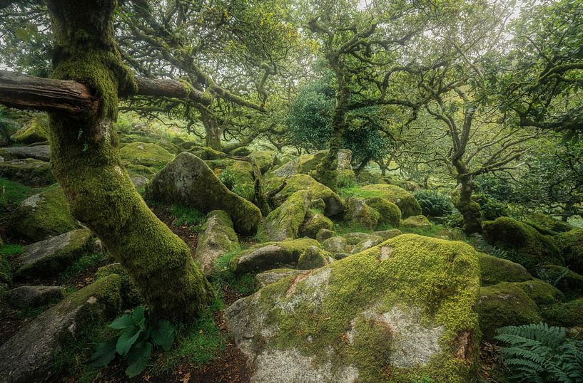 Die einladende Zwerg-Eiche von Loris Photography